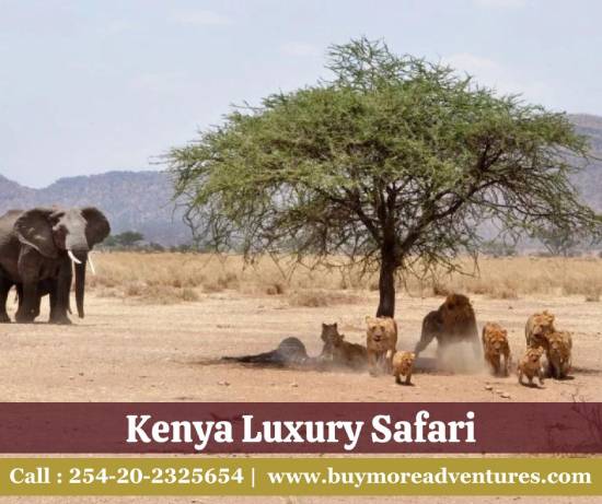 Luxury Safaris Kenya